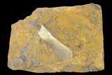 Paleocene Winged Maple Seed (Acer) Fossil - North Dakota #145334-1